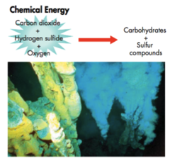 <p>process in which chemical energy is used to produce carbohydrates</p>