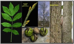 <p>mostly alternate, pinnately compound leaves, no stipules, more or less aromatic, nut enclosed in semifleshy or woody, dehiscent or indehiscent husk</p>