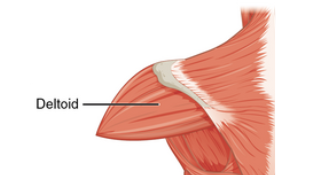 <p>Deltoid </p>