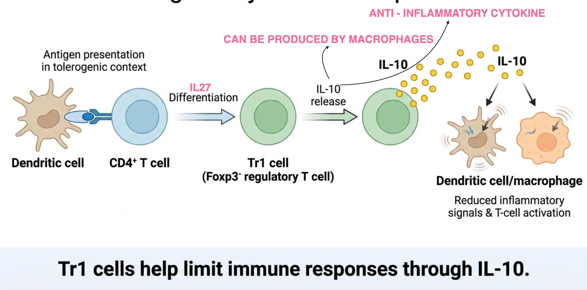 <p>Tr1 cells are a type of regulatory T cells that are FoxP3⁻. They develop in the periphery during chronic antigen exposure, especially in an IL-10-rich environment, and their development is further promoted by IL-27. They mainly suppress immune responses by secreting high levels of IL-10, an anti-inflammatory cytokine. IL-10 inhibits APC function and reduces the activation, proliferation, and survival of pro-inflammatory effector cells, such as Th1 cells. This helps control the immune response and prevent excessive tissue inflammation.</p>