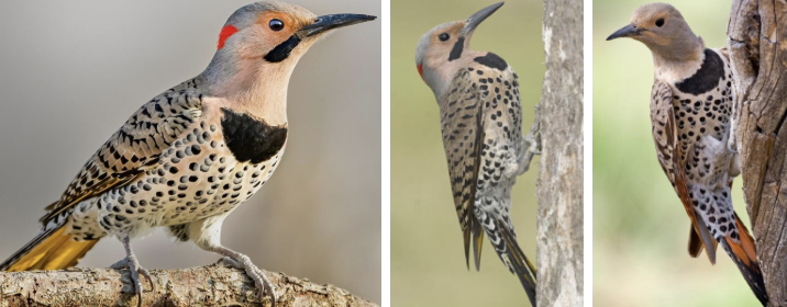 <ul><li><p><span style="background-color: transparent;"><strong>Habitat:</strong> woodlands, forest edges, and open fields with scattered trees, also city parks and city suburbs, found in most forest types up to the treeline in the western mtns, also in wet areas – streamside woods, flooded swamps, and marsh edges</span><span>&nbsp;</span></p></li><li><p><span style="background-color: transparent;"><strong>Diet:</strong> mainly insects- especially ants and beetles, also fruits and seeds (especially in winter)- poison oak and ivy, dogwood, sumac, etc.</span></p></li><li><p><span style="background-color: transparent;"><strong>Characteristics:</strong> large, </span><span>brownish overall patterned with black spots</span><span style="background-color: transparent;">, pattern more like barring than dots on back, black bib, white rump patch, </span><span>colored undersides of wings and tails- range from yellow to orangey-red</span><span style="background-color: transparent;">, slim rounded head, long slightly downcurved bill, long flared tail tapers to point, unique flight pattern- undulating- swoop up and down</span></p></li></ul><p></p>