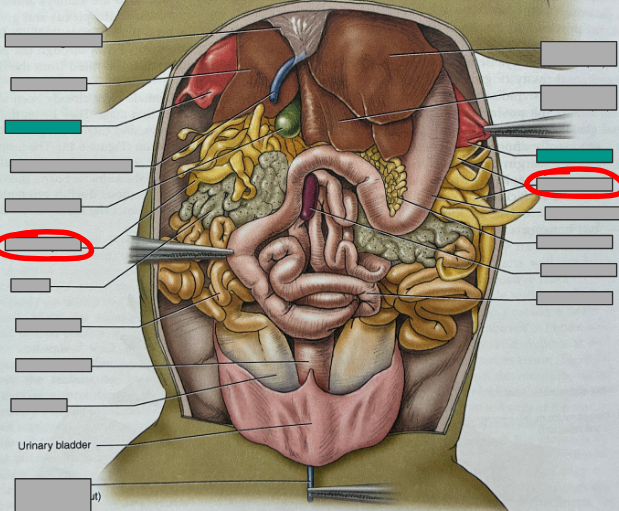 <p>What part of the organism is this?</p>