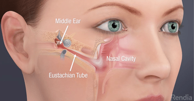 <p>Connects throat to middle ear</p>
