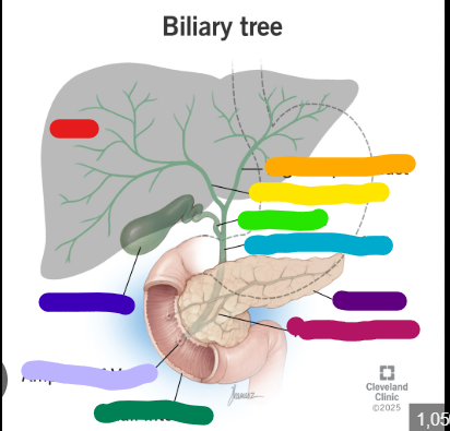 <p>what component of the billary system is shown in red </p>