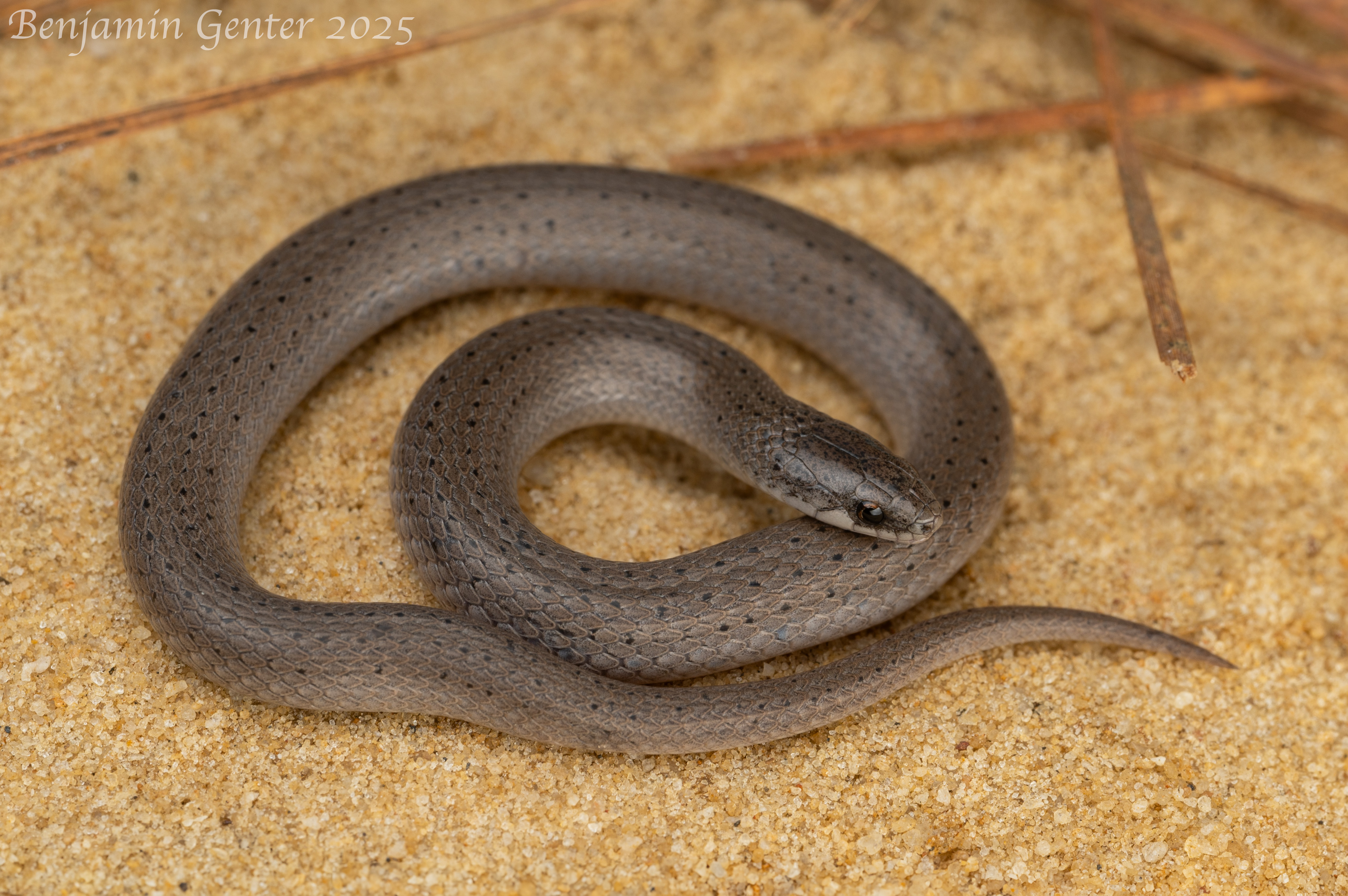 <p>Colubridae. Found nearly statewide has 6 upper labial scales</p>
