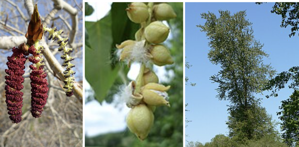 <ul><li><p>Tall poplar with furrowed bark</p></li><li><p>Sticky fragrant buds in spring</p></li><li><p>Triangular shiny leaves</p></li><li><p>Cottony wind-blown seeds in early summer</p></li><li><p>Riverbanks & floodplains</p></li></ul><p></p>