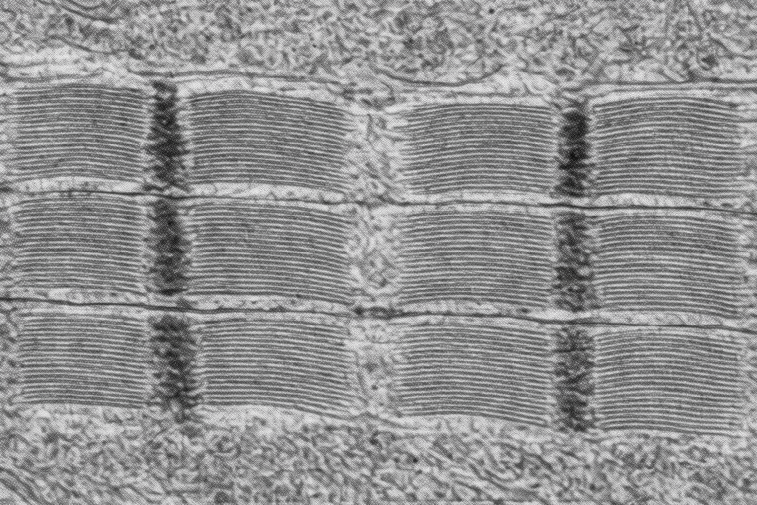 <p>Identify the structure:</p>