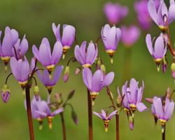 <p>Shooting Star</p>