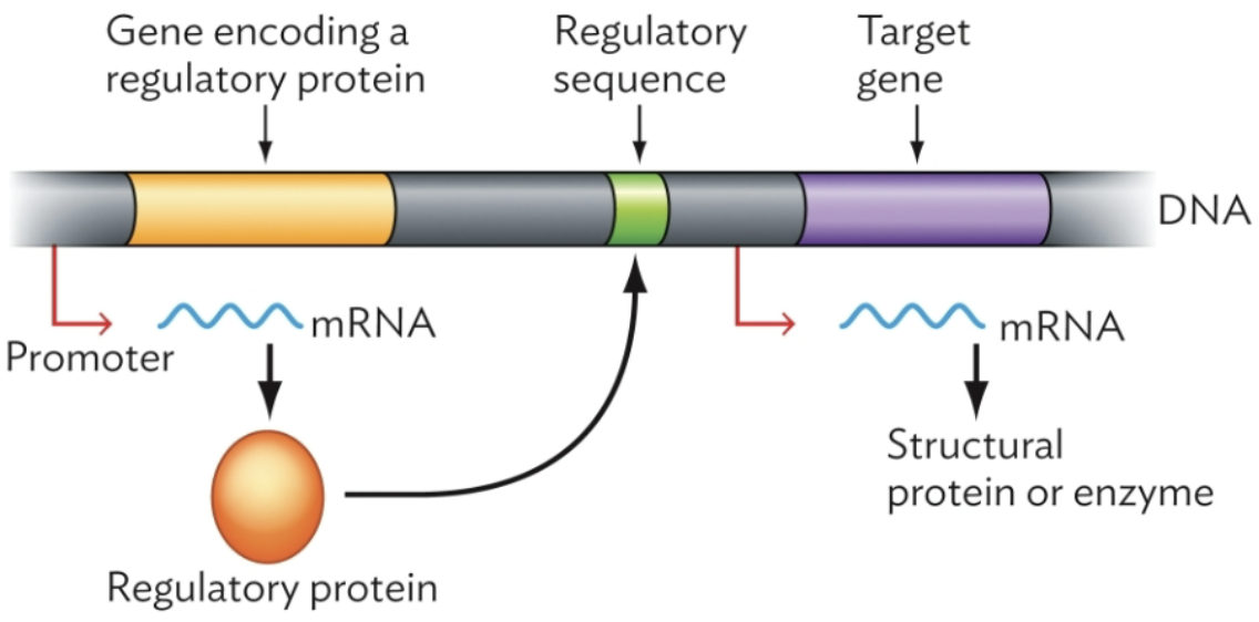 <p>Operon (Bacterial gene organization) </p>