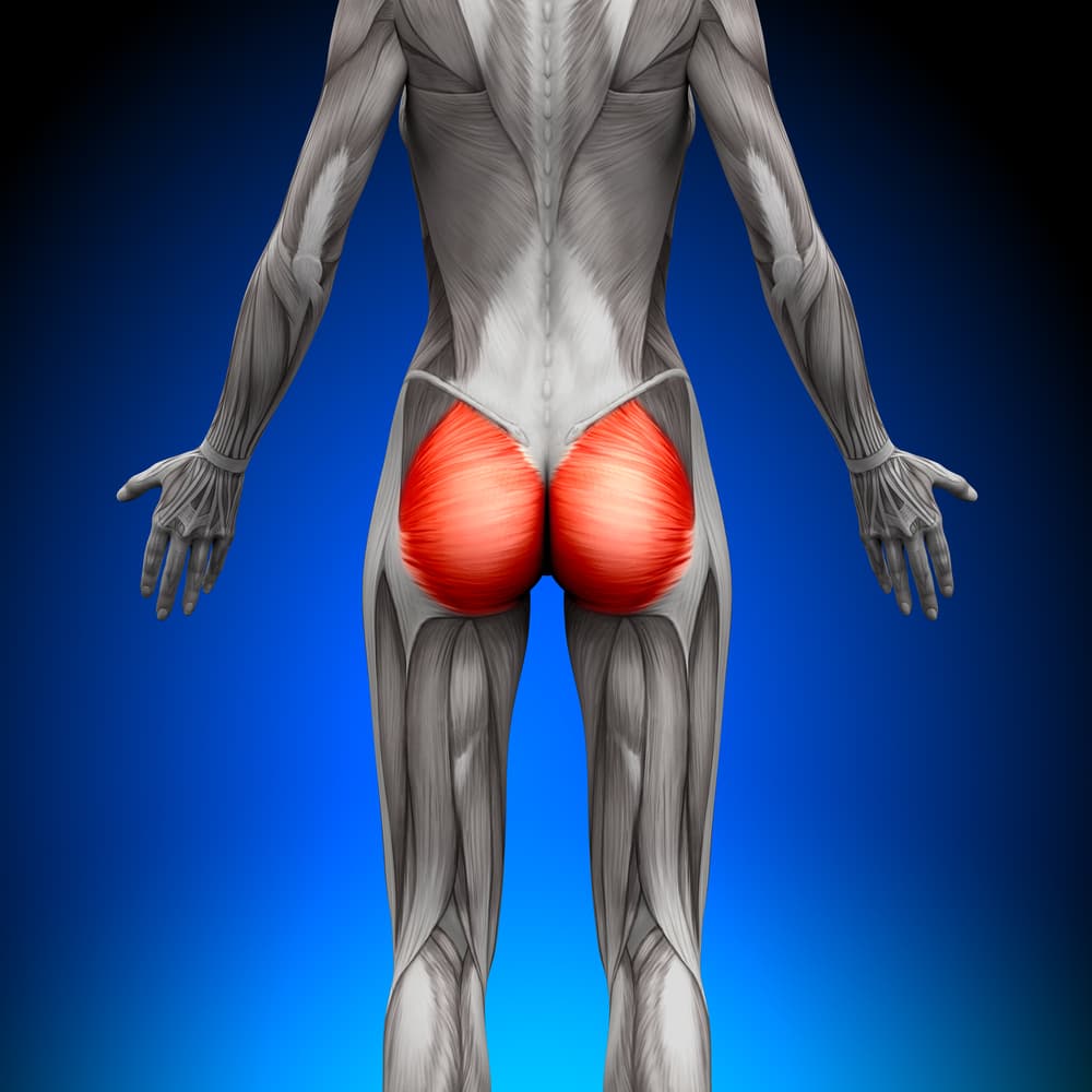 <p>Gluteus maximus</p>