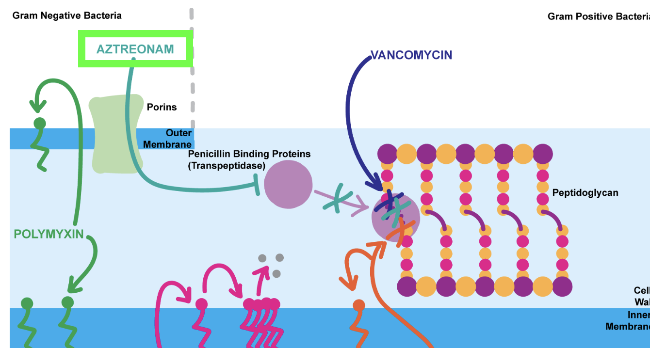 <p><strong>ABX MOA:</strong> Cell wall and cell membrane targets, <strong>Aztreonam</strong></p>
