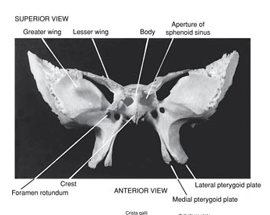 <p>Shaped like bat (or butterfly) wings</p>