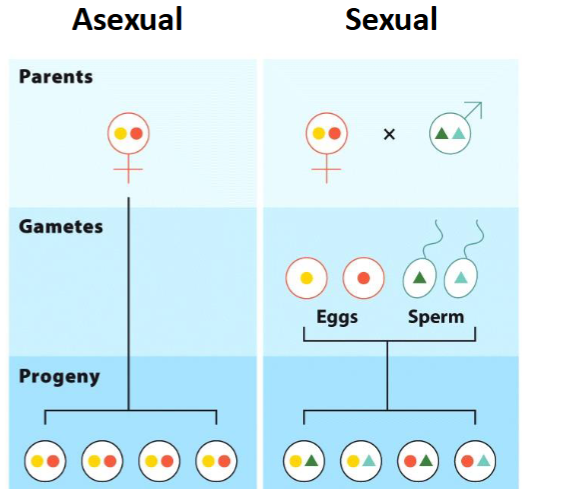 <p><span> the 50%</span><br><span>reduction in the number of a</span><br><span>parent’s genes passed on to the</span><br><span>next generation via sexual</span><br><span>reproduction versus asexual</span><br><span>production; occurs because</span><br><span>sexual genes are haploid.</span></p>