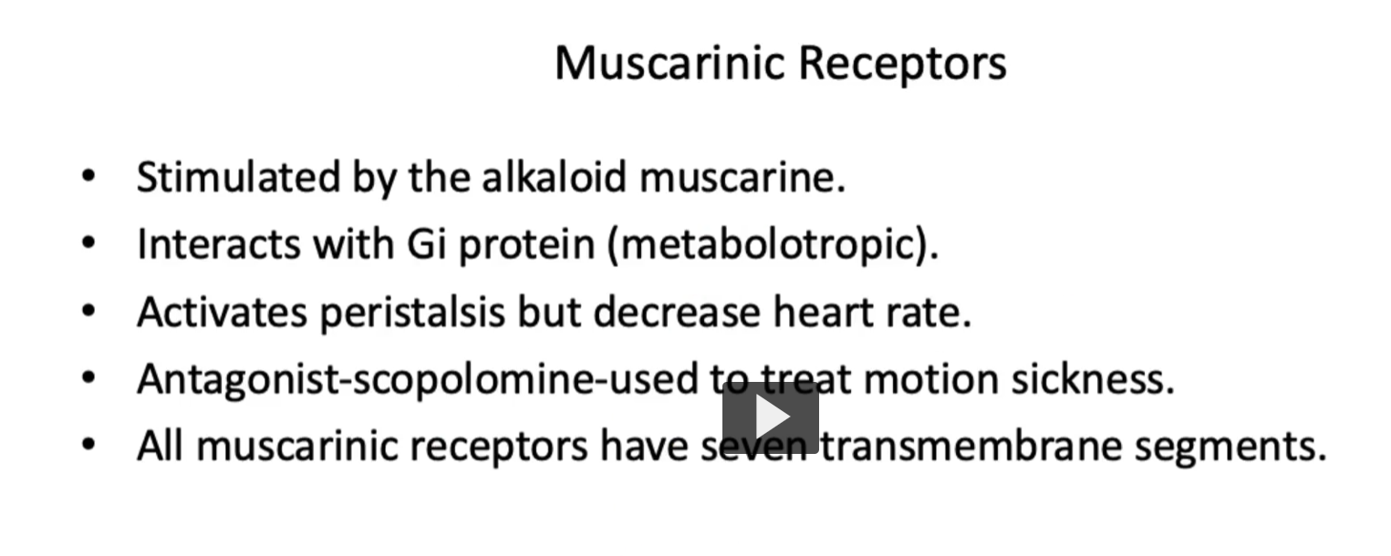 <p><u>Muscarinic Receptors</u></p><ul><li><p><strong>Stimulated</strong> by the <strong>alkaloid muscarine</strong> and mediate <strong>slower, more modulatory effects </strong>via <strong>G protein</strong>. </p></li><li><p>Interacts with Gi protein (metabotropic).</p></li><li><p>Activates peristalsis but decrease heart rate. (parasympathetic)</p></li><li><p>Antagonist-scopolomine-used to treat motion sickness.<strong>Scopol-”</strong> → from the plant genus <em>Scopolia</em></p></li></ul><p><strong>“-amine”</strong> → indicates a nitrogen-containing compound (alkaloid)</p><p>So <strong>scopolamine</strong> = <em>an amine derived from Scopolia plants</em></p><p>Mechanism </p><ul><li><p><strong>Muscarinic receptor antagonist</strong></p></li><li><p>Blocks <strong>acetylcholine (ACh)</strong> at <strong>muscarinic receptors</strong></p></li></ul><p>Clinical use of scopolomine</p><p><strong>Motion sickness </strong></p><p>Prevents nausea/vomiting by: Blocking signals from inner ear → brain</p><ul><li><p>It is important to remember that<strong> All muscarinic receptors</strong> have <strong>seven transmembrane segments. </strong></p></li></ul><p>why seven transmembrane segments? Because <strong>all muscarinic receptors are G-protein–coupled receptors (GPCRs)</strong>—and GPCRs are built with a very specific architecture: Muscarinic receptors (M1–M5) belong to the <strong>GPCR family</strong></p><ul><li><p><strong>All GPCRs have 7 transmembrane α-helices</strong><br>That’s a defining structural feature of the entire receptor class. </p></li></ul><p></p>