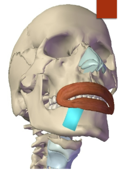<p>Depressor Labii Inferior: Origin </p>