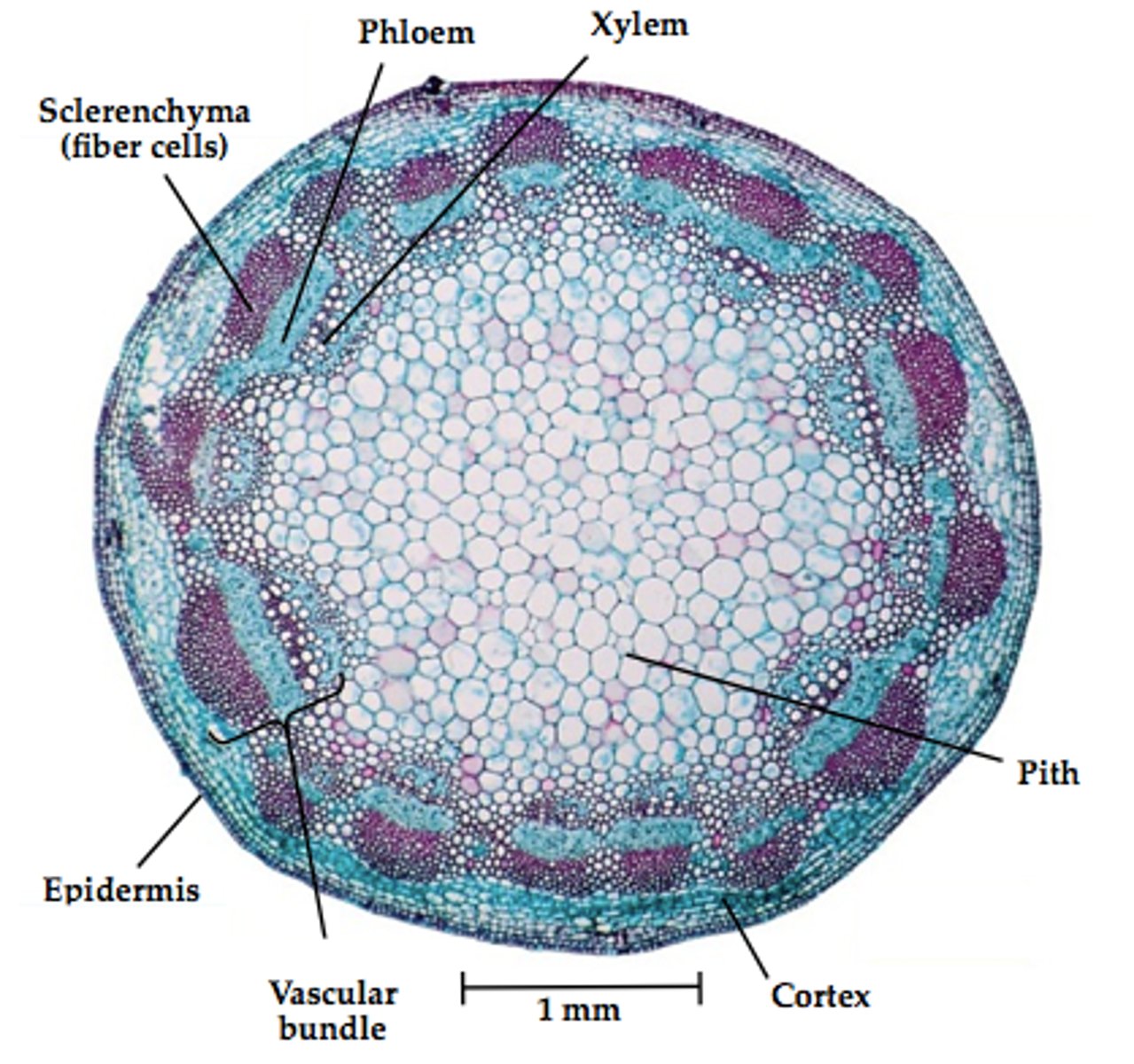 <p>vascular bundles are in outer ring</p>