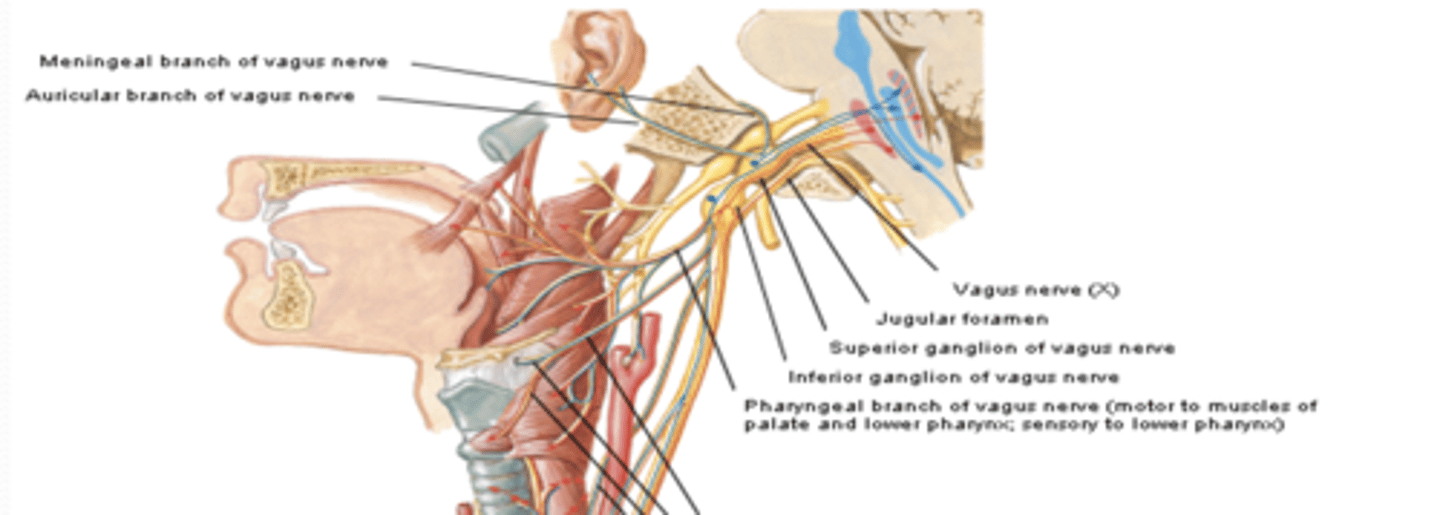 <p>what does the auricular branch of CN X provide innervation to?</p>