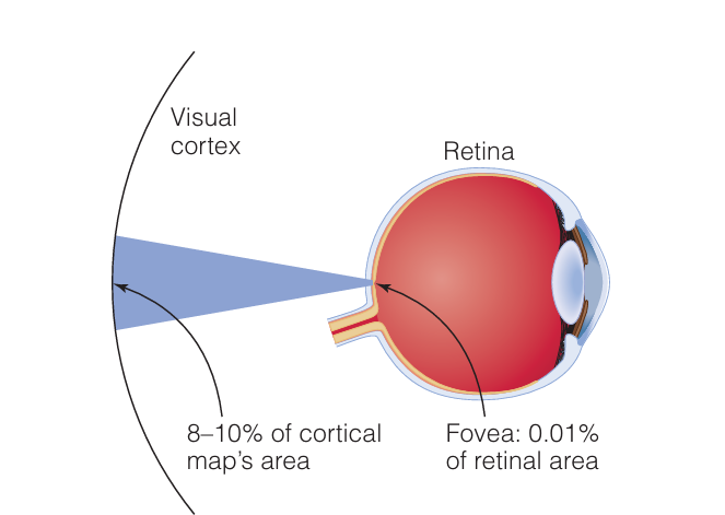 <p>cortical magnification</p>