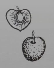 <p><span style="line-height: 115%;">fleshy fruit; fleshy outer layer with a hard, stony inner pit enclosing the seed (ex: peach)</span></p>