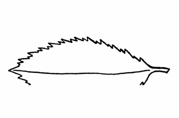 <p>A leaf margin with double-serrate teeth, where the larger teeth also have smaller teeth on them.</p>