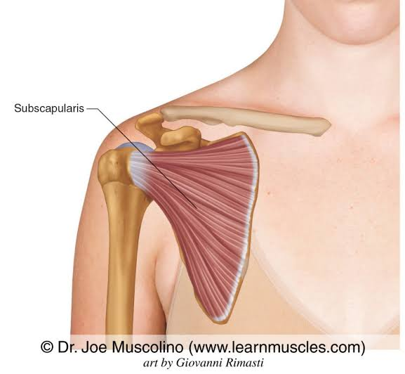 <p>Which nerves innervate the subscapularis muscle?</p>