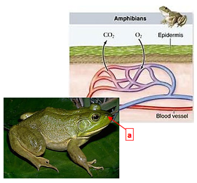 <p>This is the respiratory system of class Amphibia. Structure A are the _____ used for olfaction <strong>OR</strong> breathing <strong>OR</strong> both olfaction and breathing. The air is pushed into the lungs by contracting the mouth cavity <strong>OR</strong> pulled into the lungs by using body wall muscles.</p>