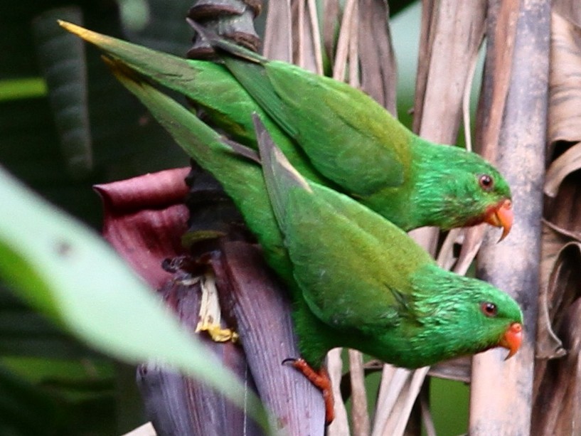 <p>Palm lorikeet</p>