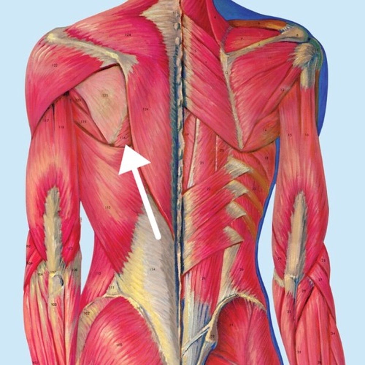 <p>What is this muscle?</p>