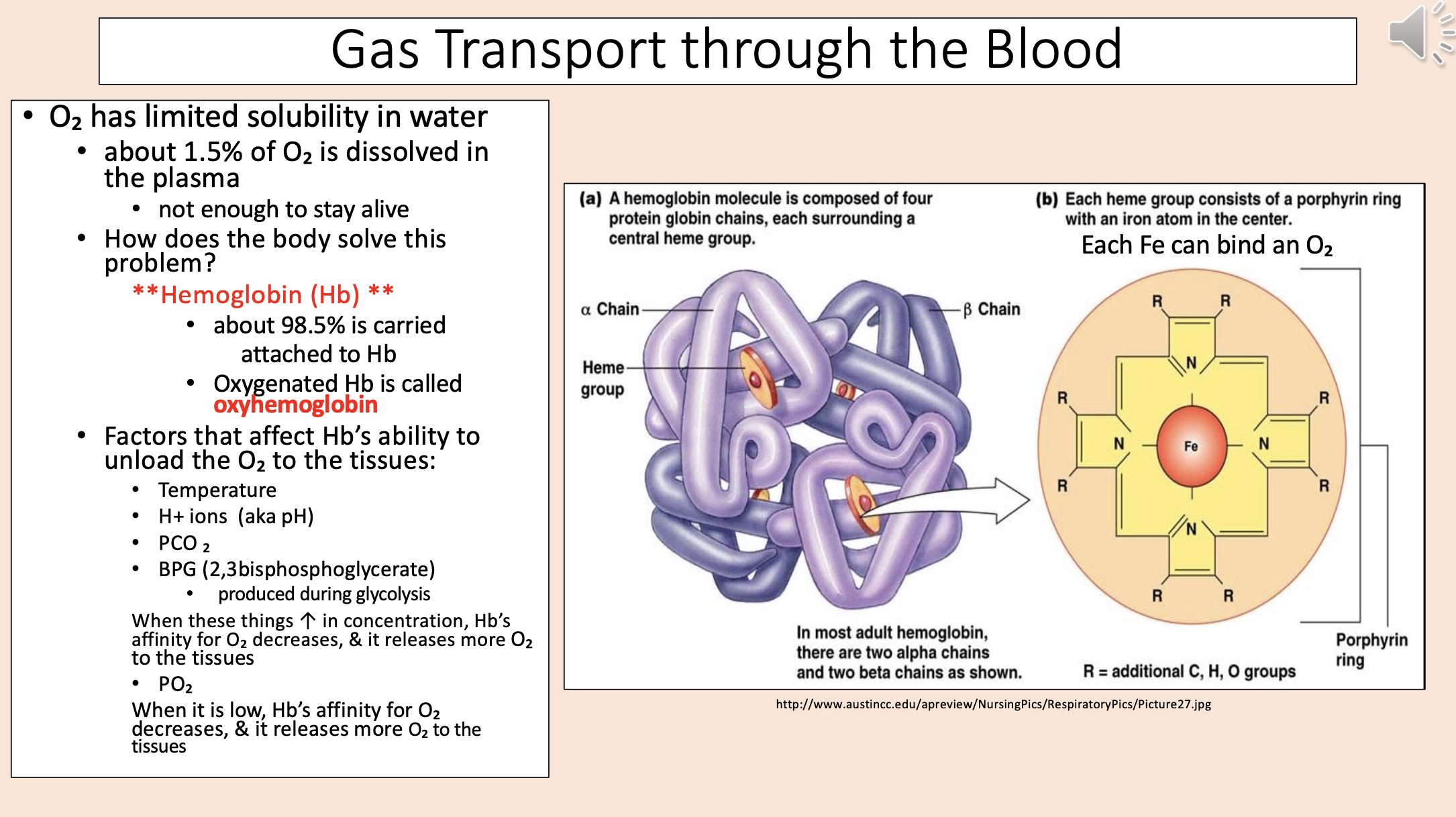 <p><span>Gas Transport through the Blood.</span></p><p><span>• O<sub>2</sub> has limited solubility in water.</span></p><p><span>• about 1.5% of O2 is dissolved in the plasma.</span></p><p><span>• not enough to stay alive.</span></p><p>• <span>How does the body solve this problem?</span></p><p><span style="color: rgb(255, 0, 0);">**Hemoglobin (Hb)**.</span></p><p>• <span>about 98.5% is carried attached to Hb.</span></p><p>•<span> Oxygenated Hb is called </span><span style="color: rgb(255, 0, 0);"><strong>oxyhemoglobin.</strong></span></p><p>•<span> Factors that affect Hb’s ability to unload the O2 to the tissues:.</span></p><p><span>• Temperature.</span></p><p>• <span>H<sup>+</sup> ions (aka pH).</span></p><p>• <span>PCO<sub>2</sub>.</span></p><p>•<span> BPG (2, 3 bisphosphoglycerate).</span></p><p><span>• produced during glycolysis.</span></p><p><span>When these things ↑ in concentration, Hb’s affinity for O<sub>2</sub> decreases, &amp; it releases more O<sub>2</sub> to the tissues.</span></p><p><span>• PO<sub>2</sub>.</span></p><p><span>When it is low, Hb’s affinity for </span>O<sub>2</sub><span> decreases, &amp; it releases more </span>O<sub>2</sub><span> to the tissues.</span></p>