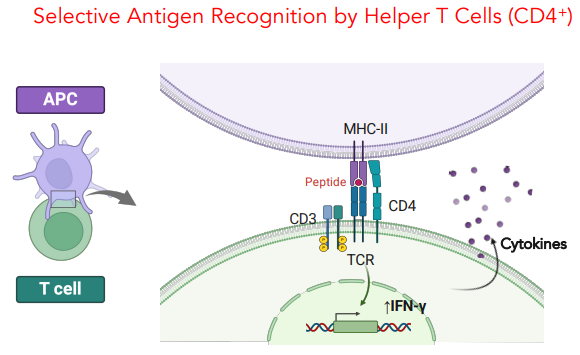 <p>CD4+ binds to APC via MHC II (stabilized by CD28 ligand)</p><ul><li><p>triggers CD3 phosphorylation</p></li><li><p>causes expression of IFN-y which is released</p></li></ul><p></p>