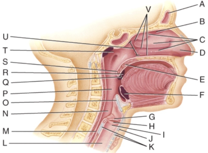 <p>Where is the larynx?</p>