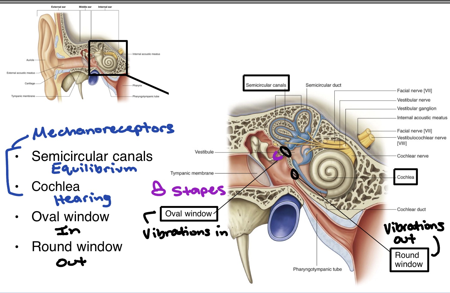 <p>Mechanoreceptors:</p><ul><li><p><strong>Semicircular canals</strong> - equilibrium </p></li><li><p><strong>Cochlea </strong>- hearing</p></li></ul><p>Others:</p><ul><li><p><strong>Oval window</strong> - vibrations in</p></li><li><p><strong>Round window</strong> - vibrations out</p></li></ul><p></p>