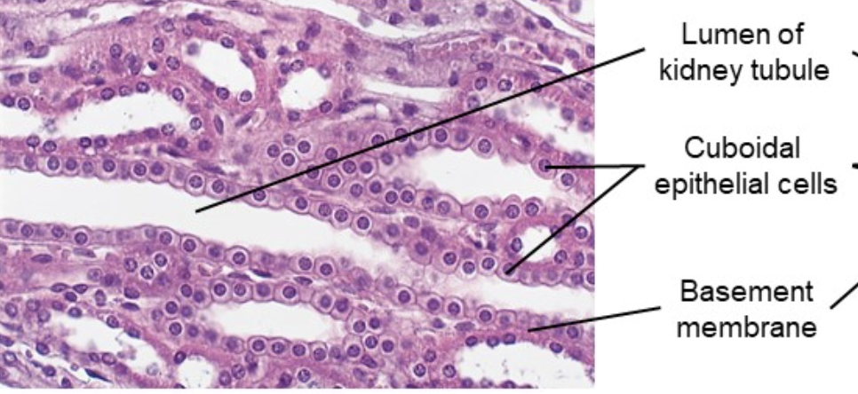 <p>Single layer of cube-shaped cells</p>