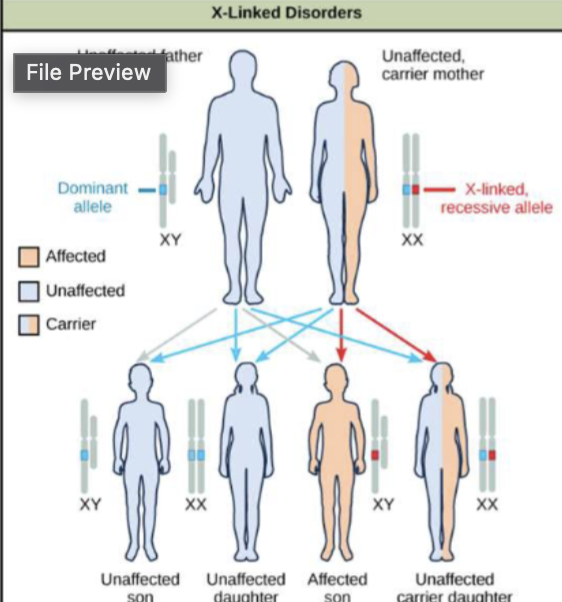 <p>X Linked Recessive: Carrier Mother</p>
