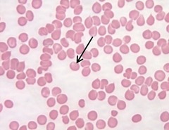 <p>Identify</p>