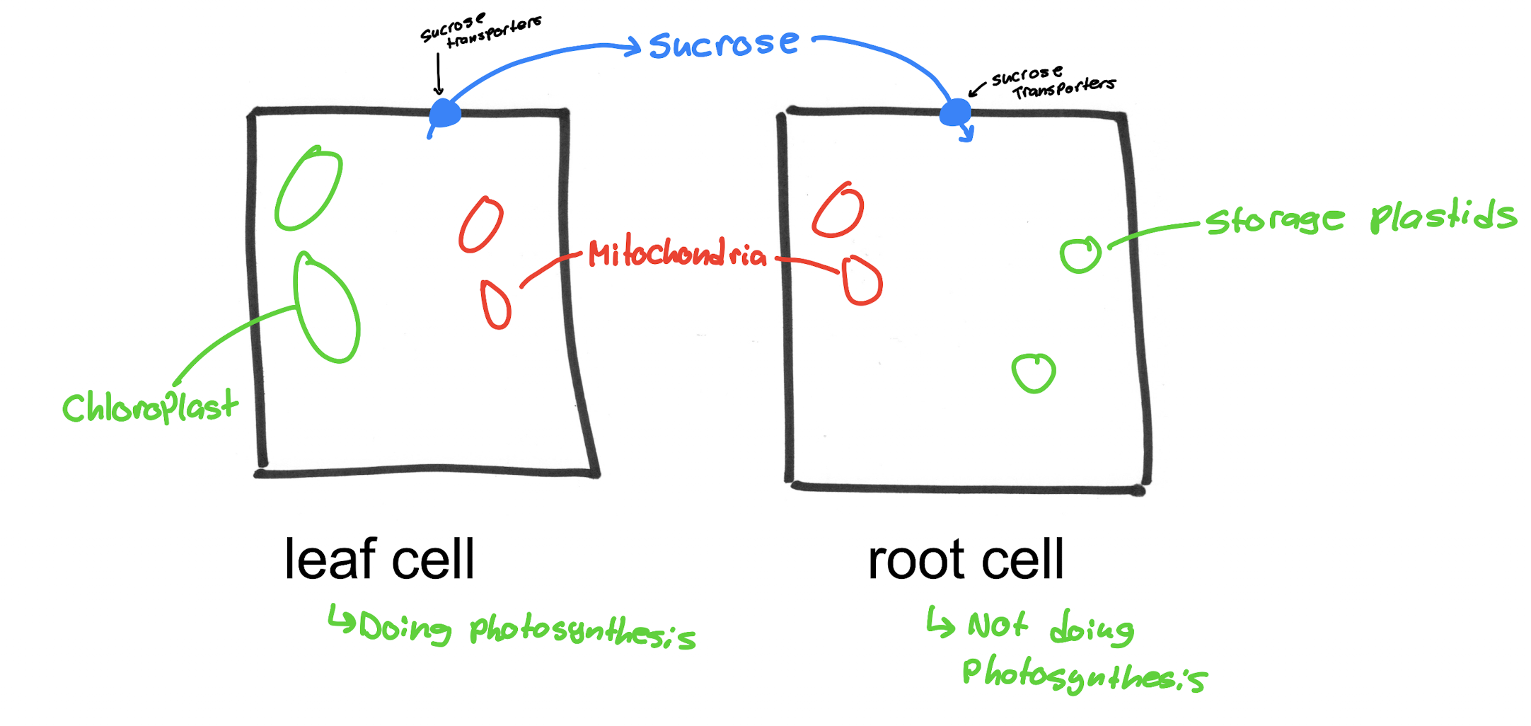 <p>Sucrose is synthesized from G3P created in cellular respiration (chloroplast) in the leaf cell, which is exported by the leaf cell to the root cell. The root cell imports sucrose to store it and use it to create ATP and other organic molecules</p>