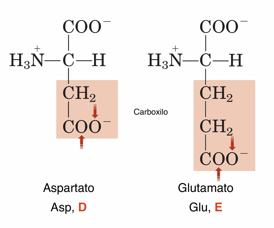 <ul><li><p><strong>Aspartato (Asp, D):</strong> porta un grupo β-carboxilo (<span style="line-height: 1.15;">-COO^-</span>)</p></li><li><p><strong>Glutamato (Glu, E):</strong> porta un grupo γ-carboxilo (<span style="line-height: 1.15;">-COO^-</span>)</p></li></ul><p></p>