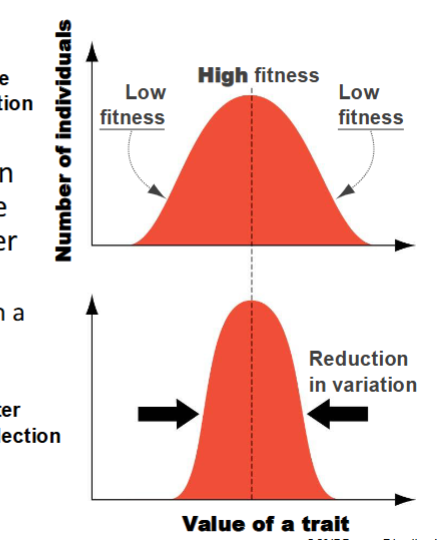 <ol><li><p>Reduces both extremes in a population </p></li><li><p>Reduces genetic variation </p></li><li><p>Favors intermediate phenotypes </p></li></ol><p></p>