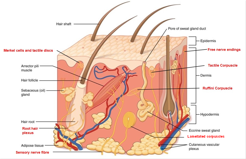 Mechanoreceptors.