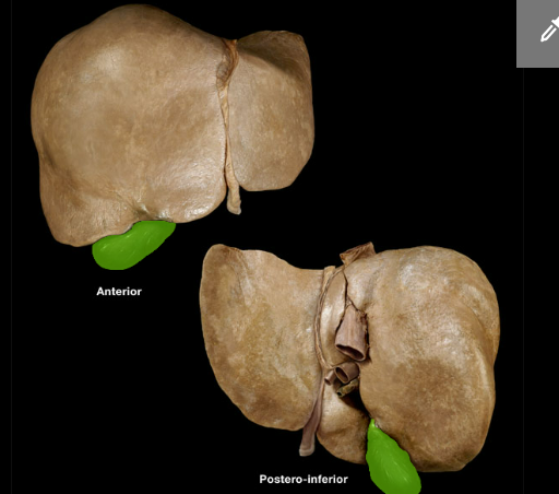 <p><span>Gallbladder</span></p>