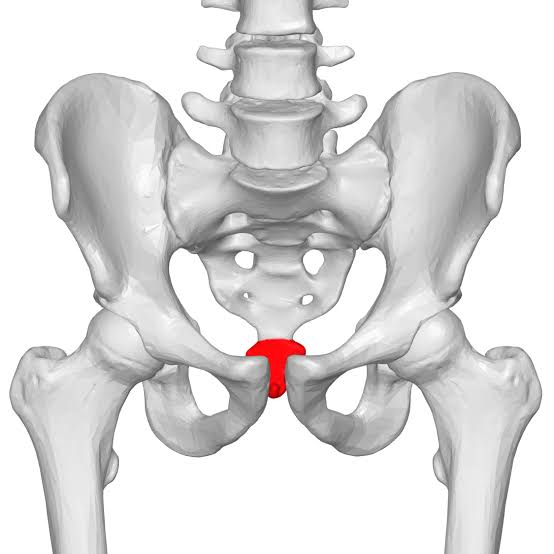 <p>tailbone </p>