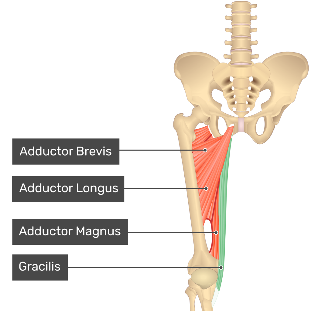 <p>Gracilis</p>