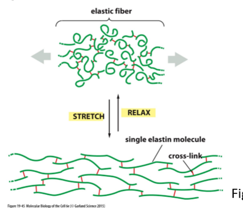 <ul><li><p>Give tissues resilience to recoil after stretching </p></li><li><p>Collagen fibers are interwoven with elastin fibers to prevent the tissue from tearing</p></li></ul><p></p>