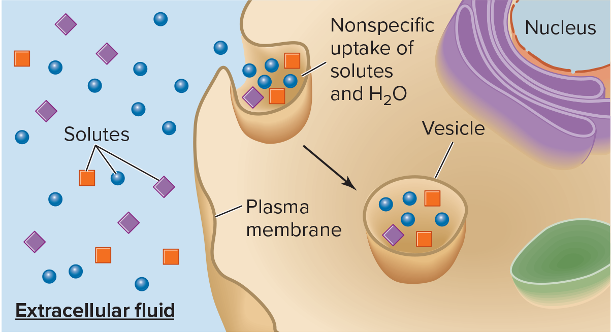 <p>cell drinking; <span>endocytosis when the vesicle encloses extracellular fluid or specific molecules in the extracellular fluid that have bound to proteins on the extracellular surface of the plasma membrane</span></p>