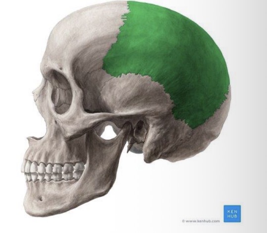 <p>With the contralateral parietal, occipital, sphenoid and frontal</p>