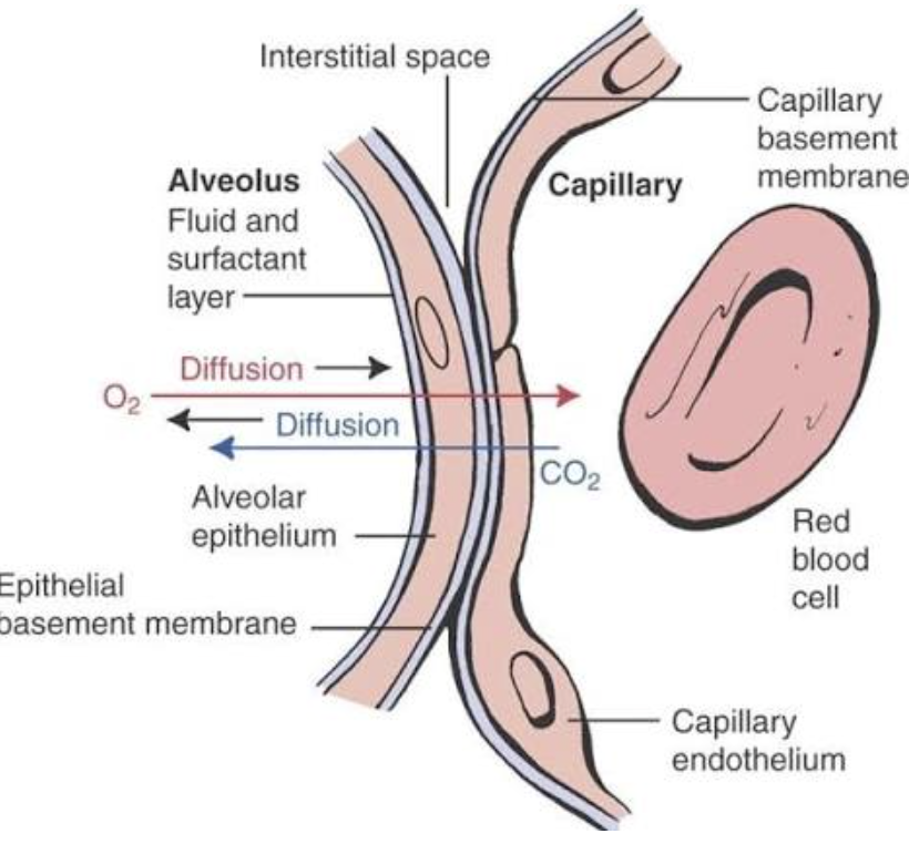 <p>Respiratory membrane - wall of capillary and wall of alveolus </p>