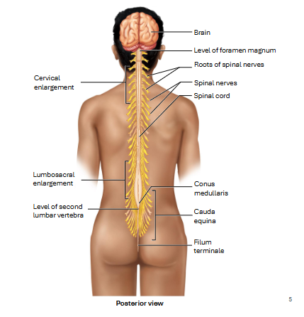<ul><li><p>hair-like nature of nerves coming out of bottom of spinal cord</p></li></ul><p></p>
