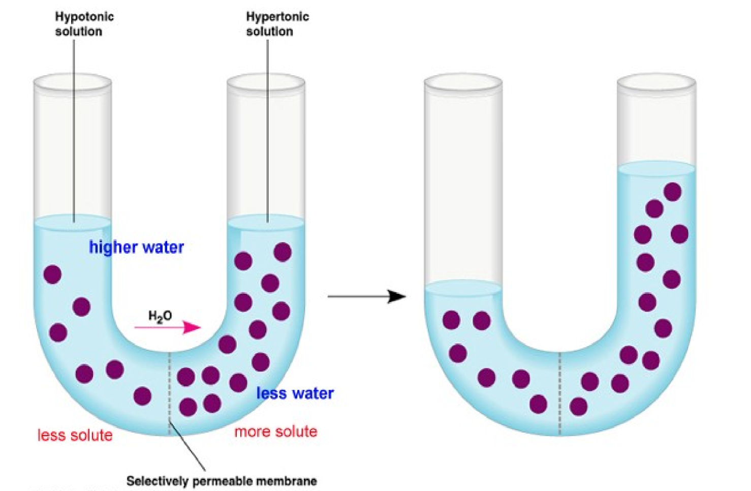 <ul><li><p>the solution on one side of the membrane where the solute concentration is greater than the other side</p></li></ul><p></p>