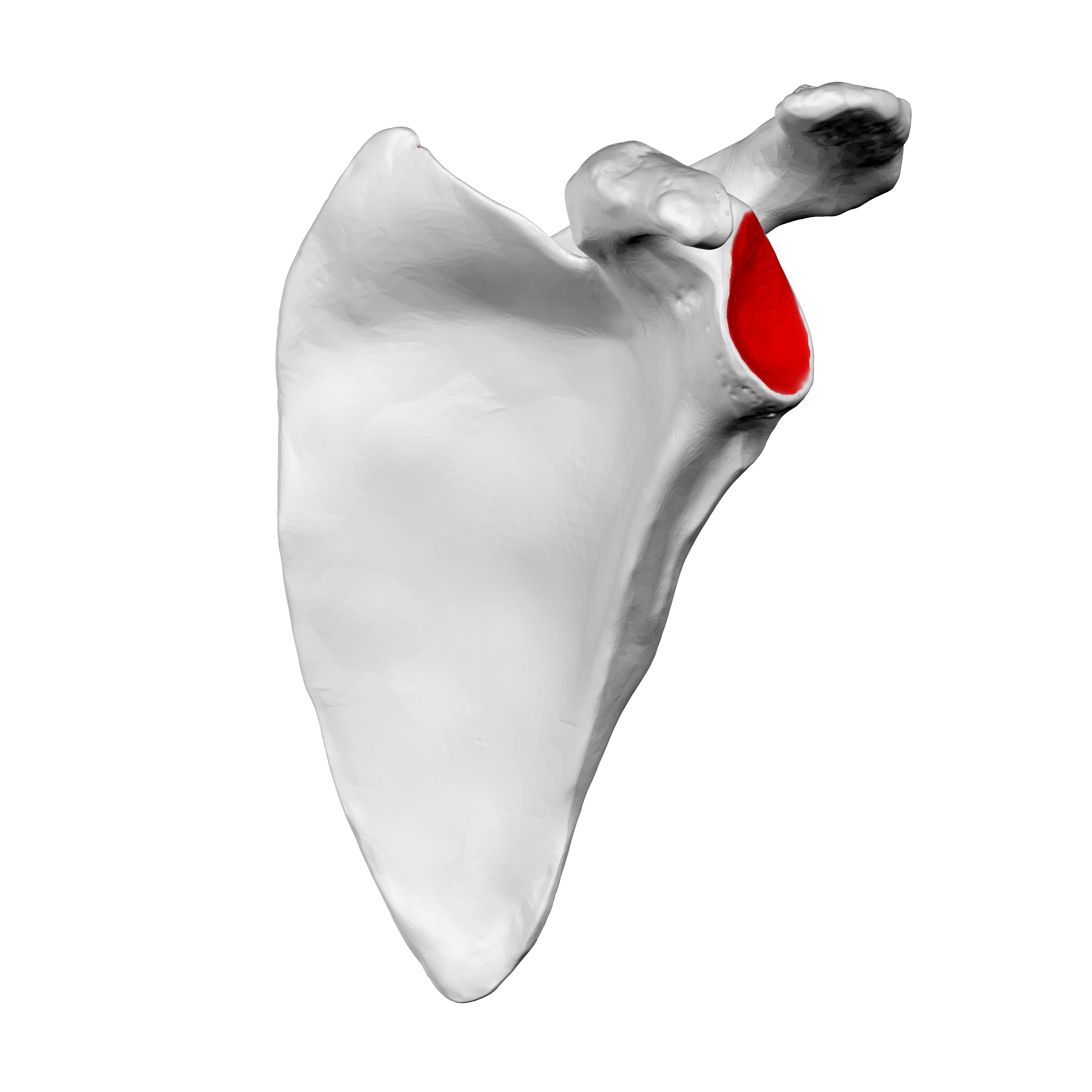 <p>Name the specific part of the bone in red</p>