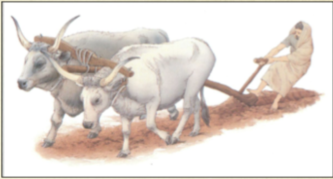 <p>Called the “Scratch plow”—because it doesn't dig deep, just scratching the surface</p><ul><li><p>Simple wooden tool</p></li><li><p>Used since Neolithic period </p></li><li><p>The plow was yoked to animals</p></li></ul><p></p>